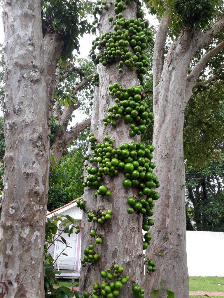 Ravióli de jabuticaba (Foto: Elisa Correa/ Editora Globo)